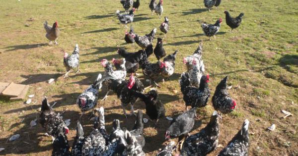 Frederic Menager Ferme De La Ruchotte Tourisme En Bourgogne