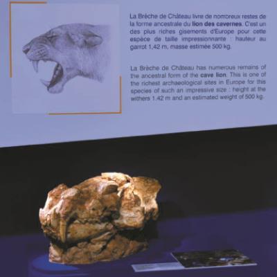 Musée de Préhistoire