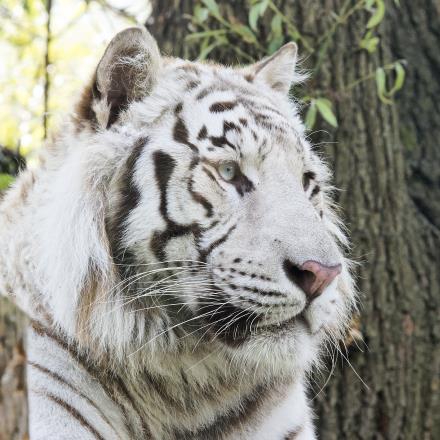 Tigre blanc©Touroparc Zoo